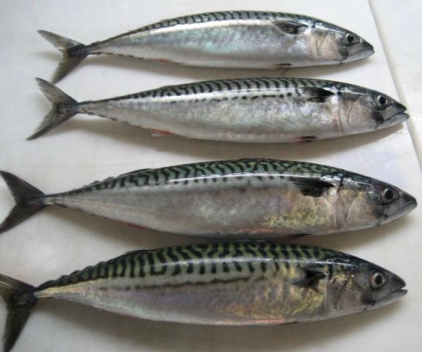 Mackerel fish