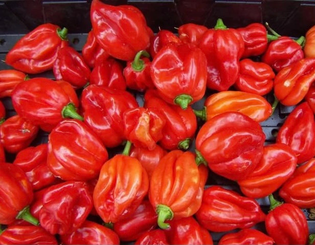 Fresh Pepper